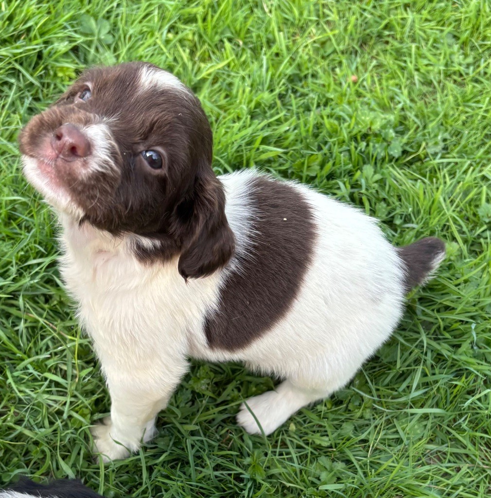 des Etangs de Dame Blanche - Chiots disponibles - English Springer Spaniel