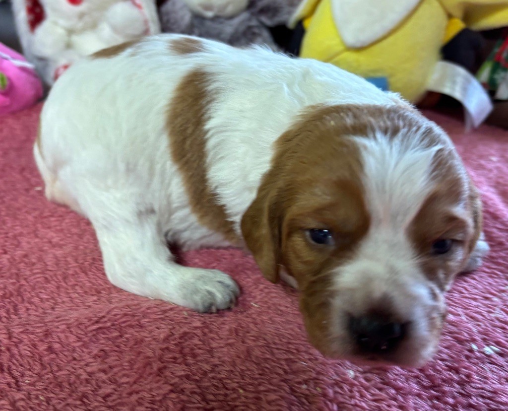 des Etangs de Dame Blanche - Chiots disponibles - Epagneul Breton