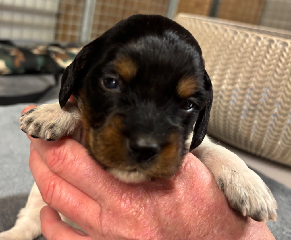 des Etangs de Dame Blanche - Chiots disponibles - Epagneul Breton