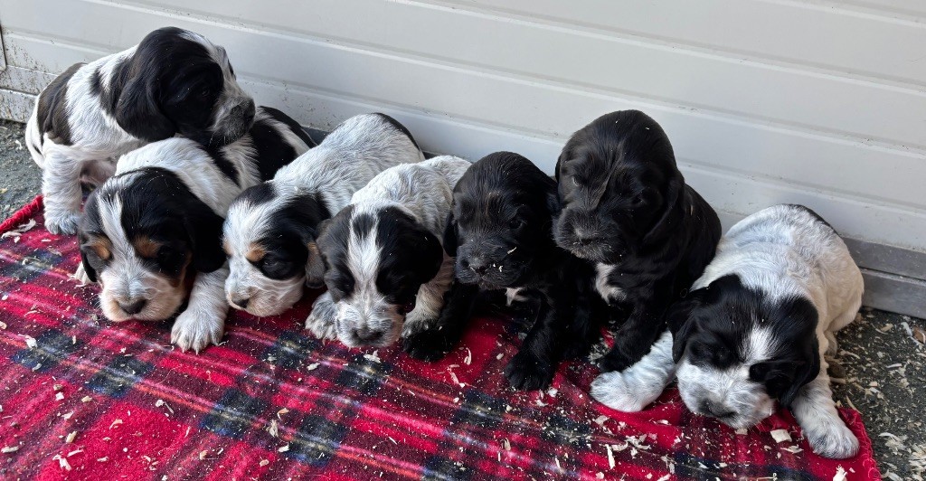 des Etangs de Dame Blanche - Cocker Spaniel Anglais - Portée née le 23/10/2025
