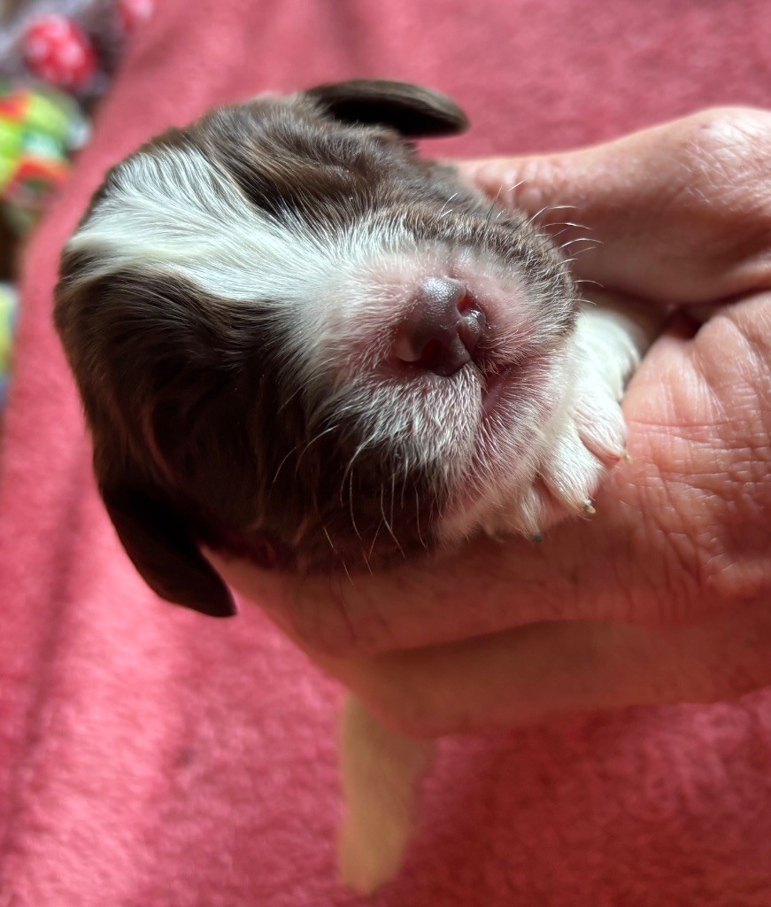 des Etangs de Dame Blanche - Chiots disponibles - English Springer Spaniel