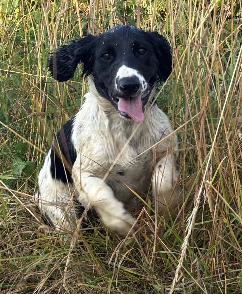 des Etangs de Dame Blanche - Chiots disponibles - English Springer Spaniel