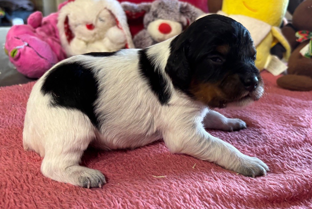 des Etangs de Dame Blanche - Chiots disponibles - Epagneul Breton
