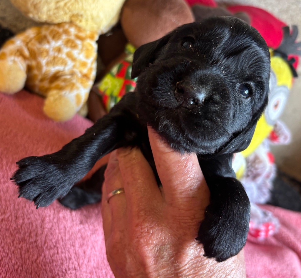 des Etangs de Dame Blanche - Chiots disponibles - Cocker Spaniel Anglais