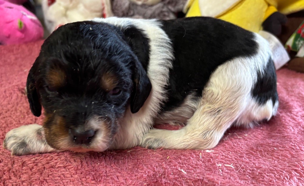 des Etangs de Dame Blanche - Chiots disponibles - Epagneul Breton