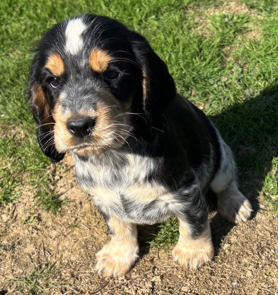 des Etangs de Dame Blanche - Chiots disponibles - Cocker Spaniel Anglais