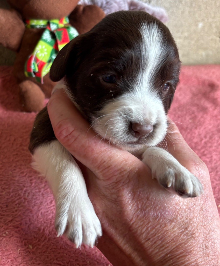 des Etangs de Dame Blanche - Chiots disponibles - English Springer Spaniel