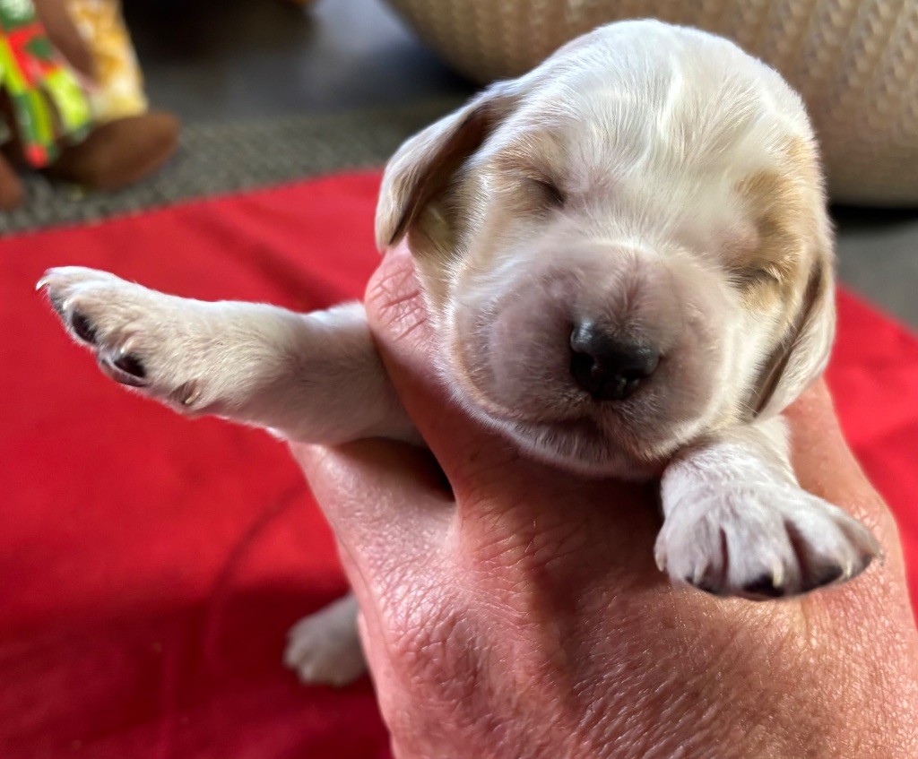 des Etangs de Dame Blanche - Chiots disponibles - Cocker Spaniel Anglais