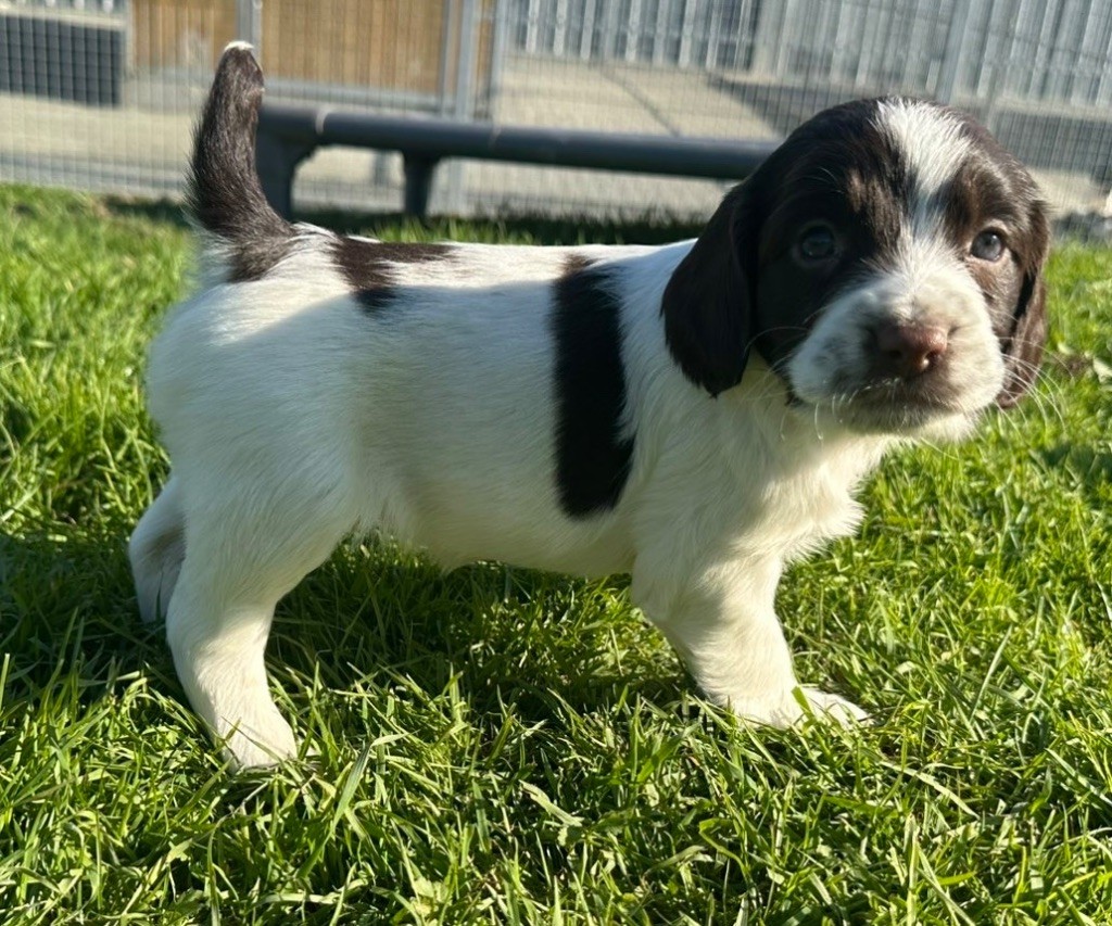 des Etangs de Dame Blanche - Chiots disponibles - English Springer Spaniel