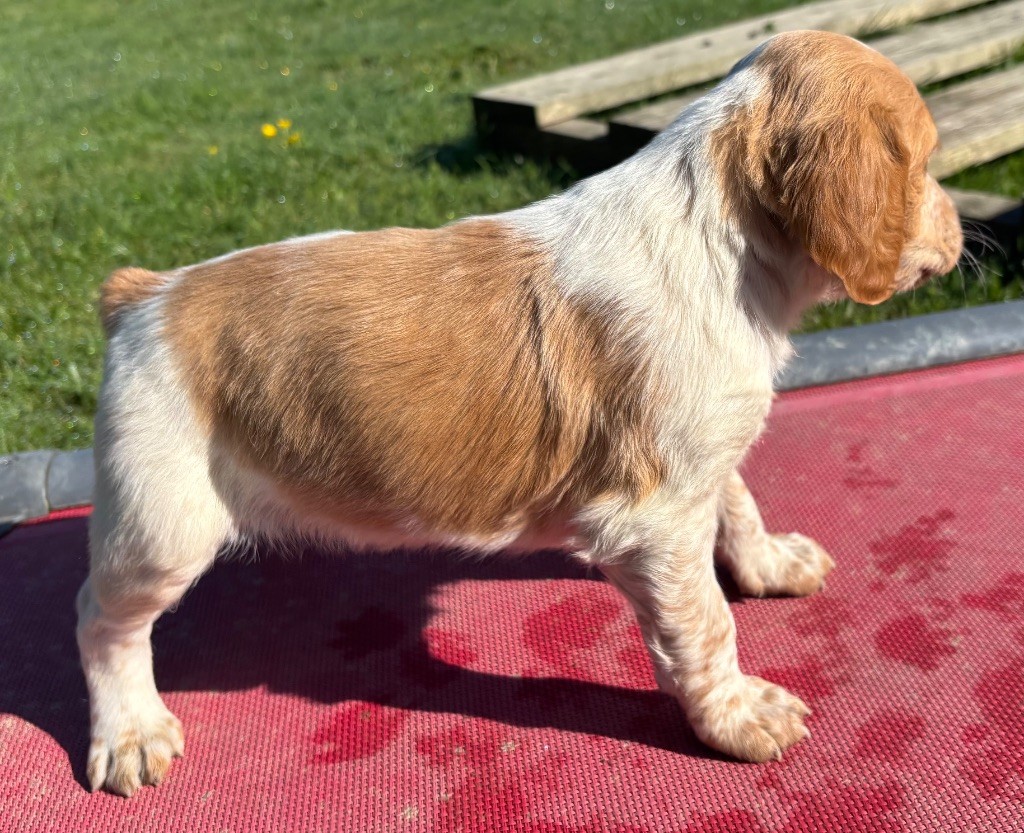 des Etangs de Dame Blanche - Chiots disponibles - Epagneul Breton