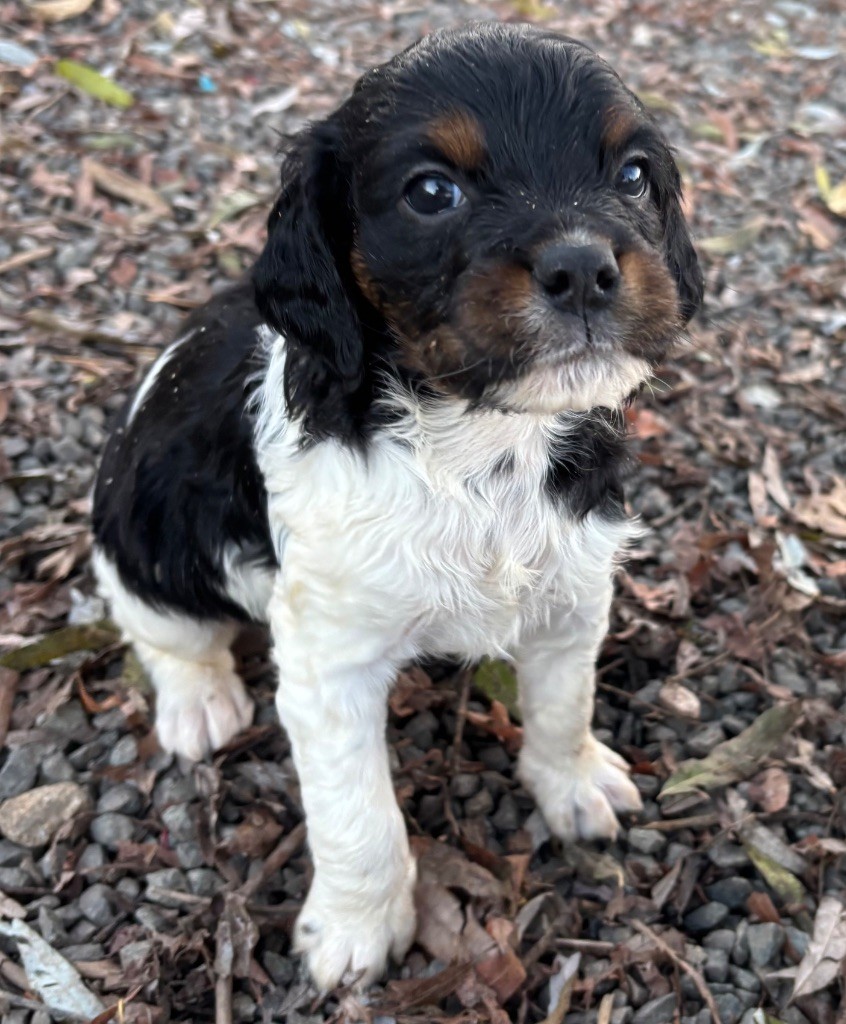 des Etangs de Dame Blanche - Chiots disponibles - Epagneul Breton