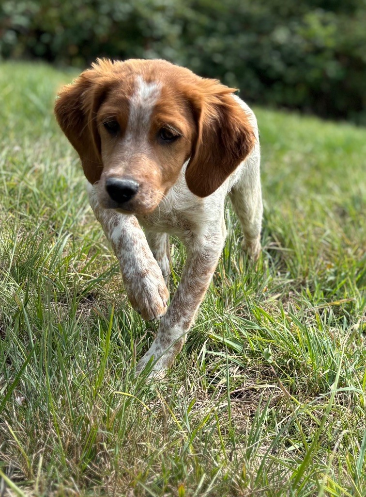des Etangs de Dame Blanche - Chiots disponibles - Epagneul Breton