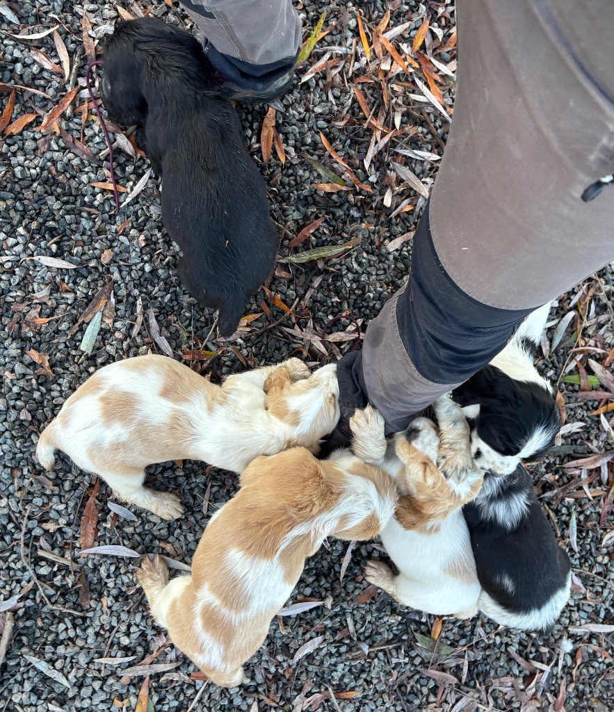des Etangs de Dame Blanche - Cocker Spaniel Anglais - Portée née le 02/10/2025