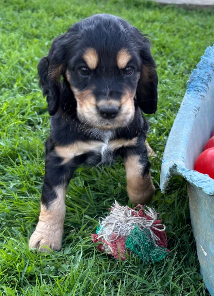 des Etangs de Dame Blanche - Chiots disponibles - Cocker Spaniel Anglais