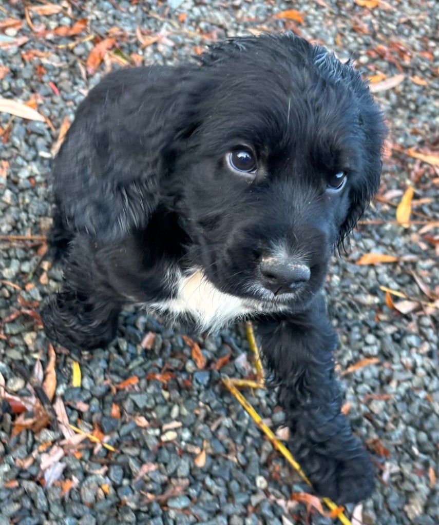 des Etangs de Dame Blanche - Chiots disponibles - Cocker Spaniel Anglais