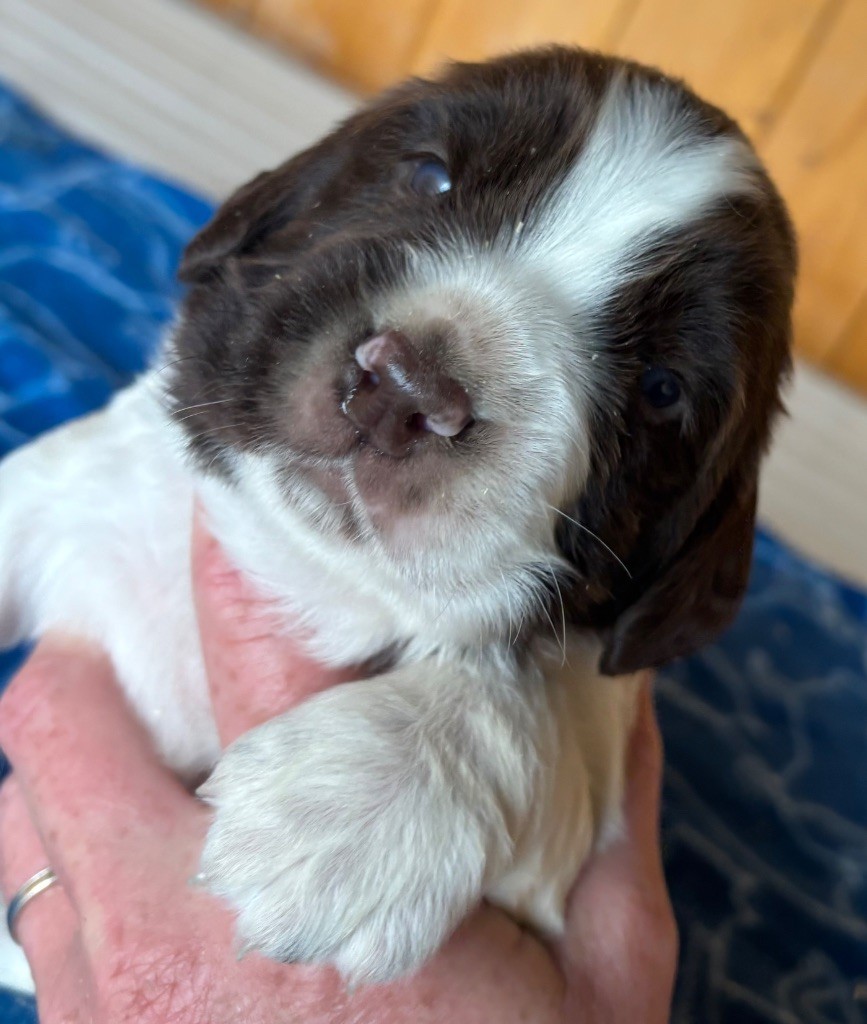 des Etangs de Dame Blanche - Chiots disponibles - English Springer Spaniel