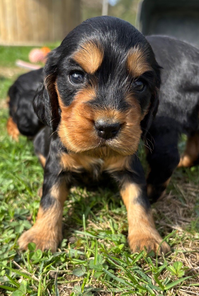 des Etangs de Dame Blanche - Chiots disponibles - Cocker Spaniel Anglais