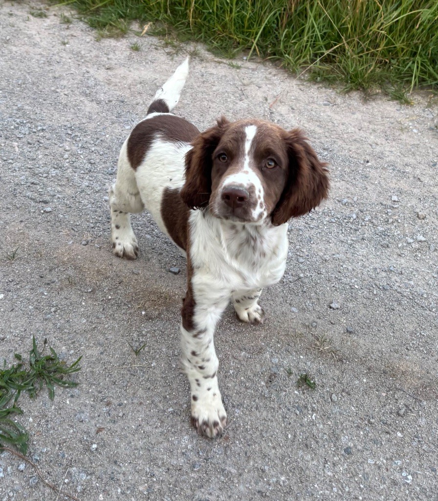 des Etangs de Dame Blanche - Chiots disponibles - English Springer Spaniel