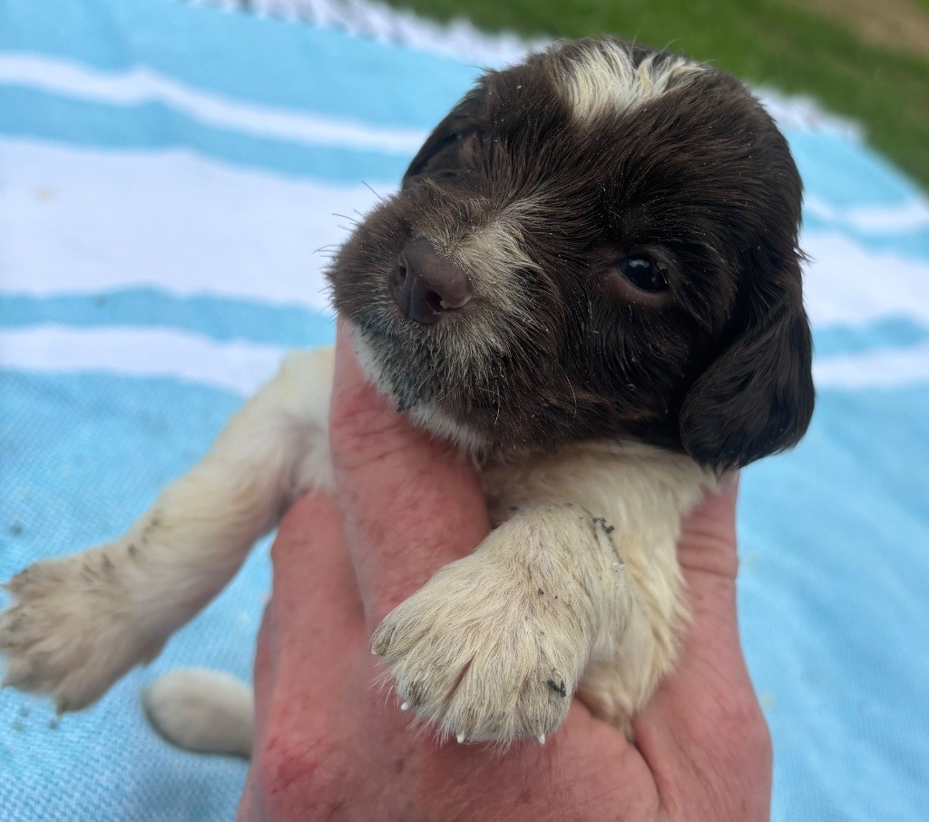 des Etangs de Dame Blanche - Chiots disponibles - English Springer Spaniel