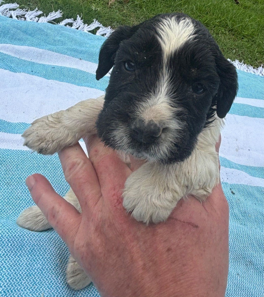 des Etangs de Dame Blanche - Chiots disponibles - English Springer Spaniel