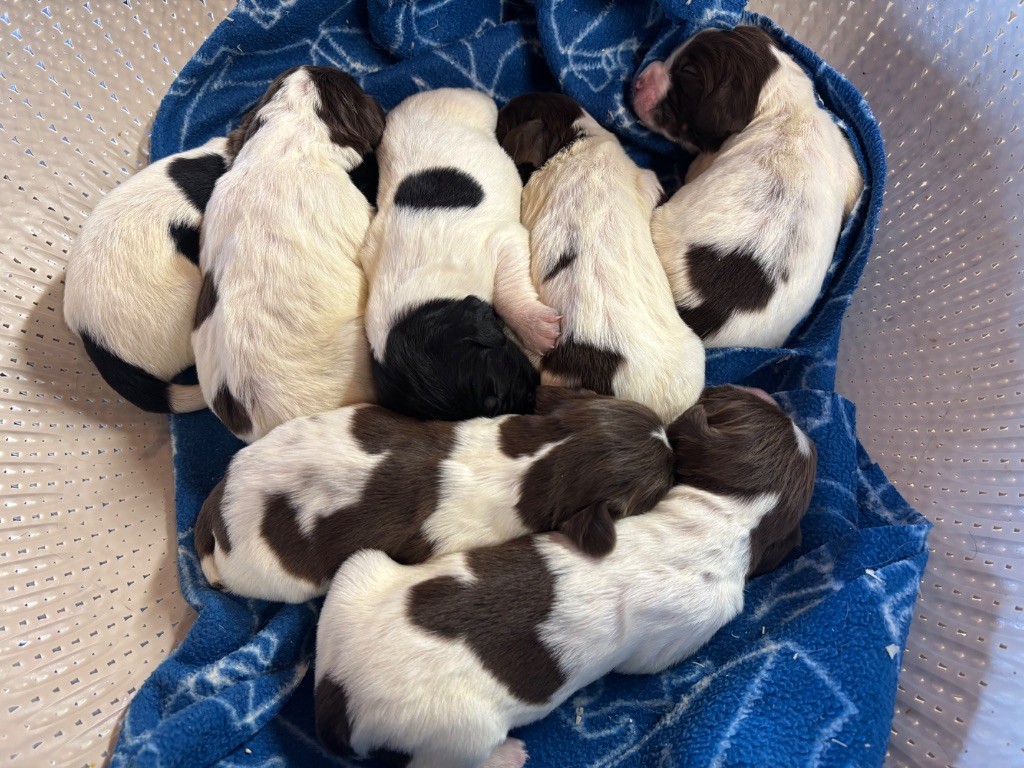 Chiot English Springer Spaniel des Etangs de Dame Blanche