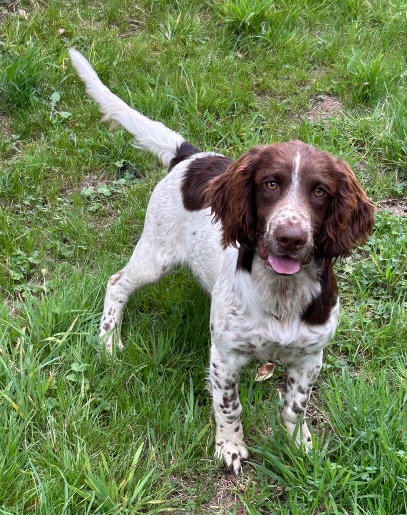 des Etangs de Dame Blanche - Chiots disponibles - English Springer Spaniel