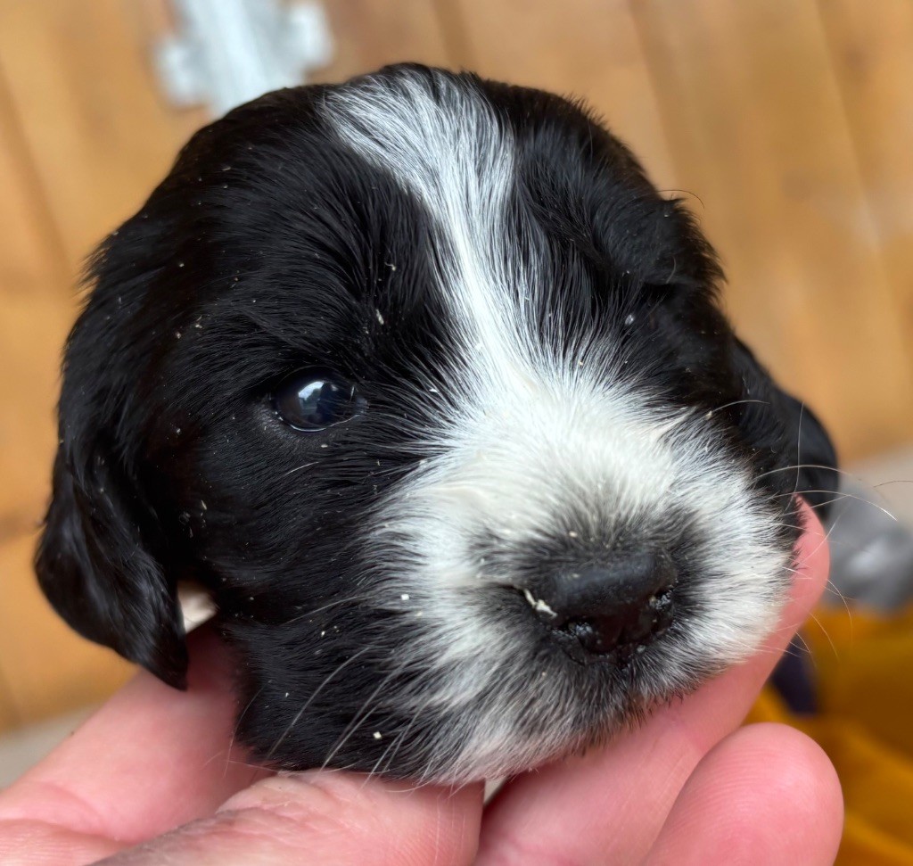 des Etangs de Dame Blanche - Chiots disponibles - Cocker Spaniel Anglais