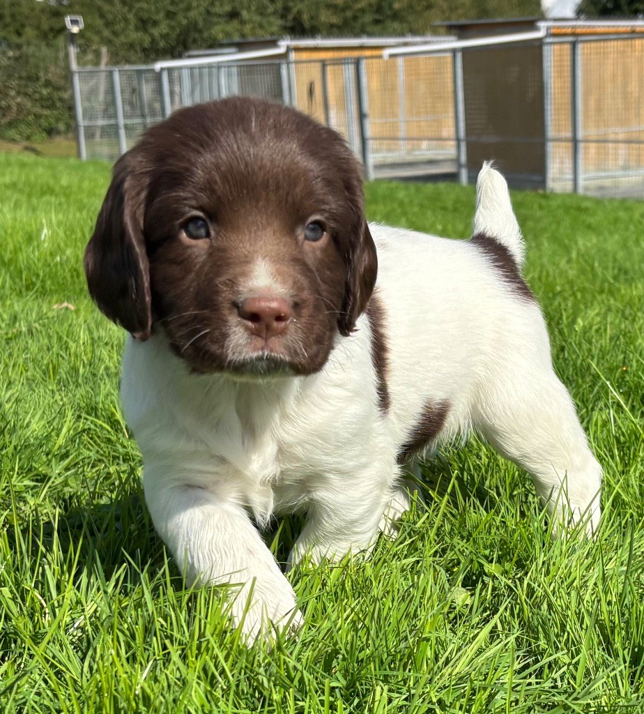 des Etangs de Dame Blanche - Chiots disponibles - English Springer Spaniel