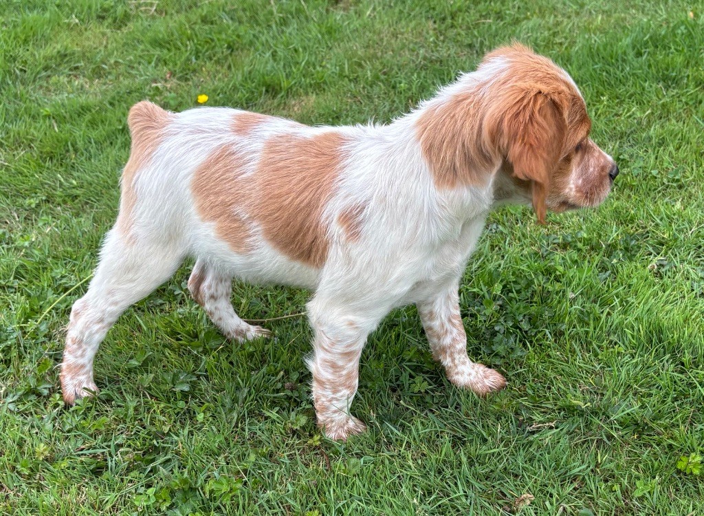 des Etangs de Dame Blanche - Chiots disponibles - Epagneul Breton