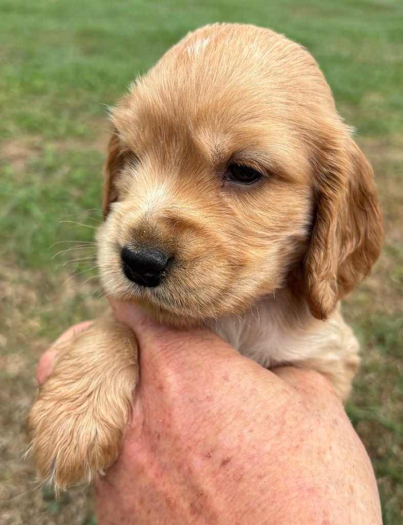 des Etangs de Dame Blanche - Chiots disponibles - Cocker Spaniel Anglais