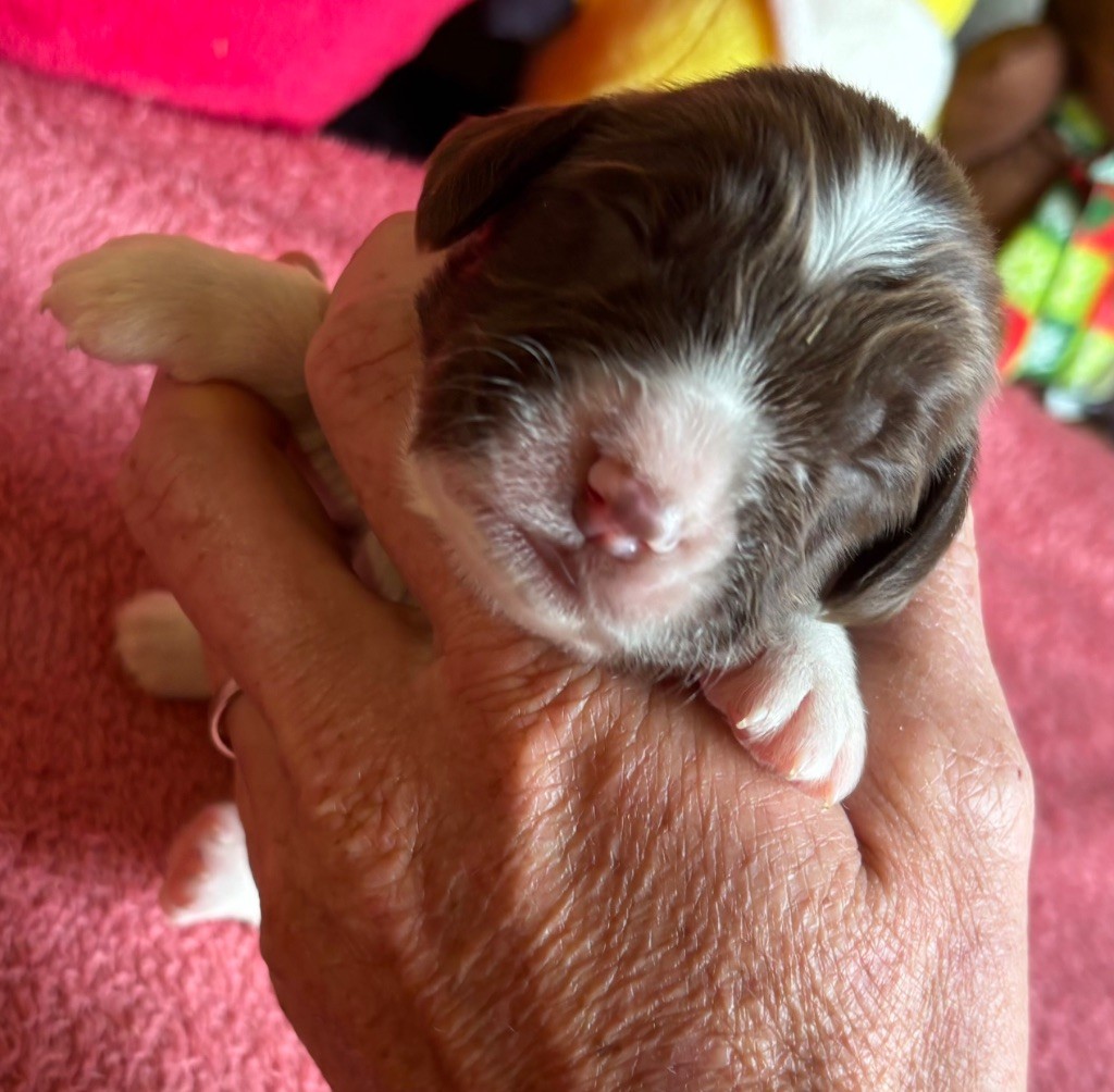 des Etangs de Dame Blanche - Chiots disponibles - English Springer Spaniel