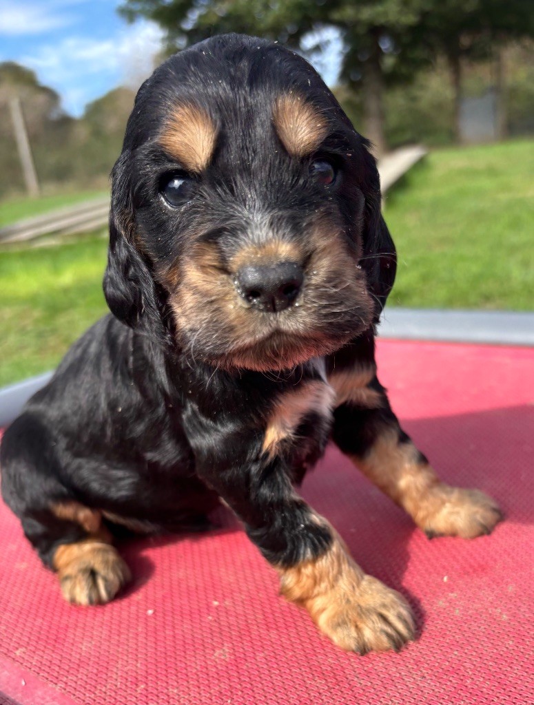 des Etangs de Dame Blanche - Chiots disponibles - Cocker Spaniel Anglais