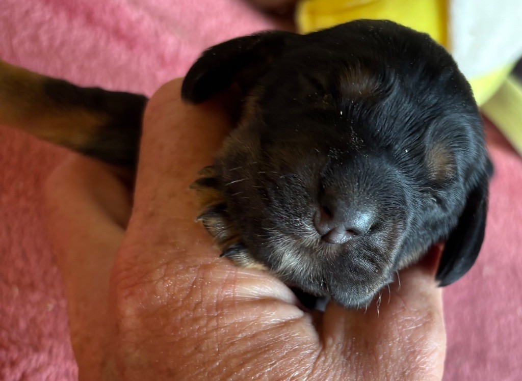 des Etangs de Dame Blanche - Chiots disponibles - Cocker Spaniel Anglais