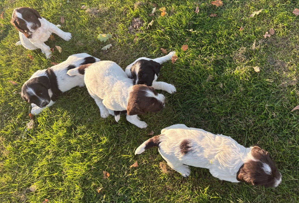 des Etangs de Dame Blanche - English Springer Spaniel - Portée née le 04/09/2025