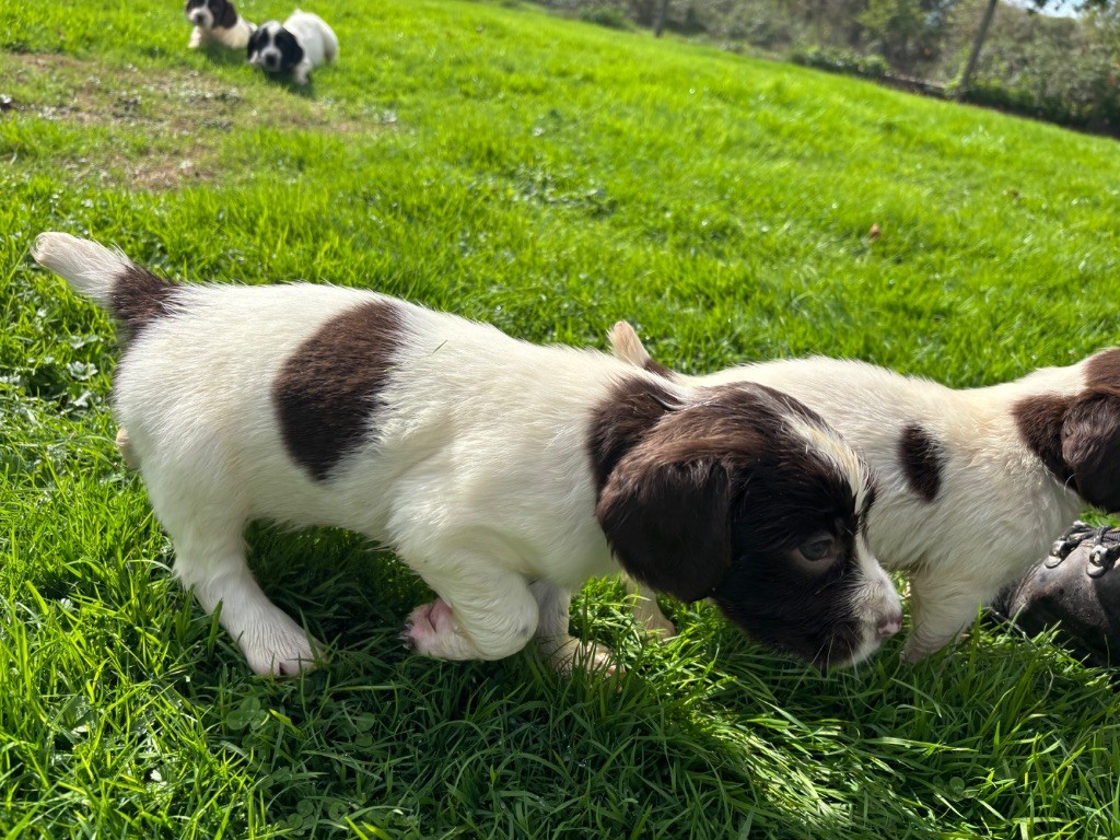 des Etangs de Dame Blanche - Chiots disponibles - English Springer Spaniel