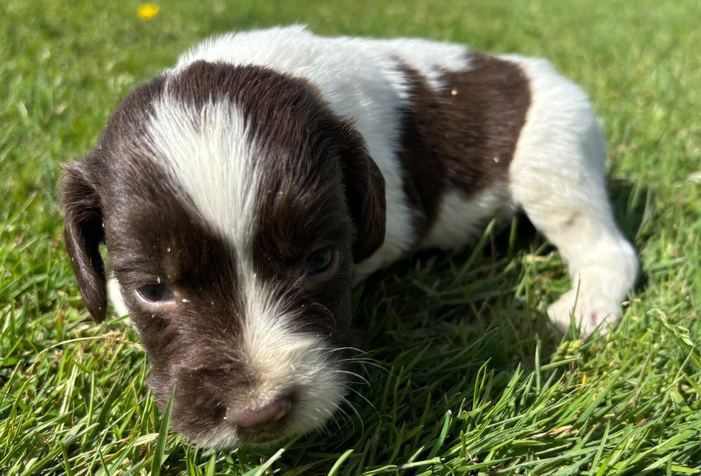 des Etangs de Dame Blanche - Chiots disponibles - English Springer Spaniel