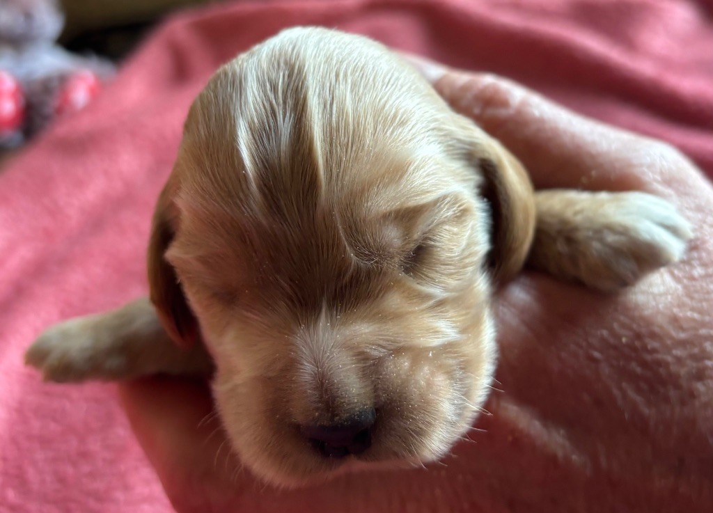 des Etangs de Dame Blanche - Chiots disponibles - Cocker Spaniel Anglais