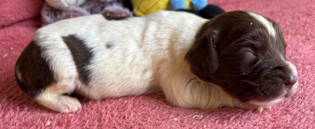 des Etangs de Dame Blanche - Chiots disponibles - English Springer Spaniel
