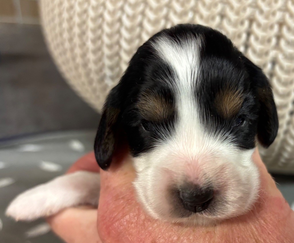 des Etangs de Dame Blanche - Chiots disponibles - Cocker Spaniel Anglais