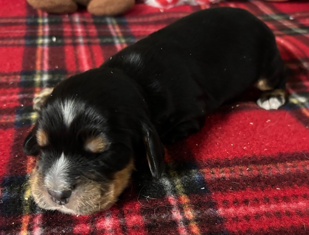 des Etangs de Dame Blanche - Chiots disponibles - Cocker Spaniel Anglais