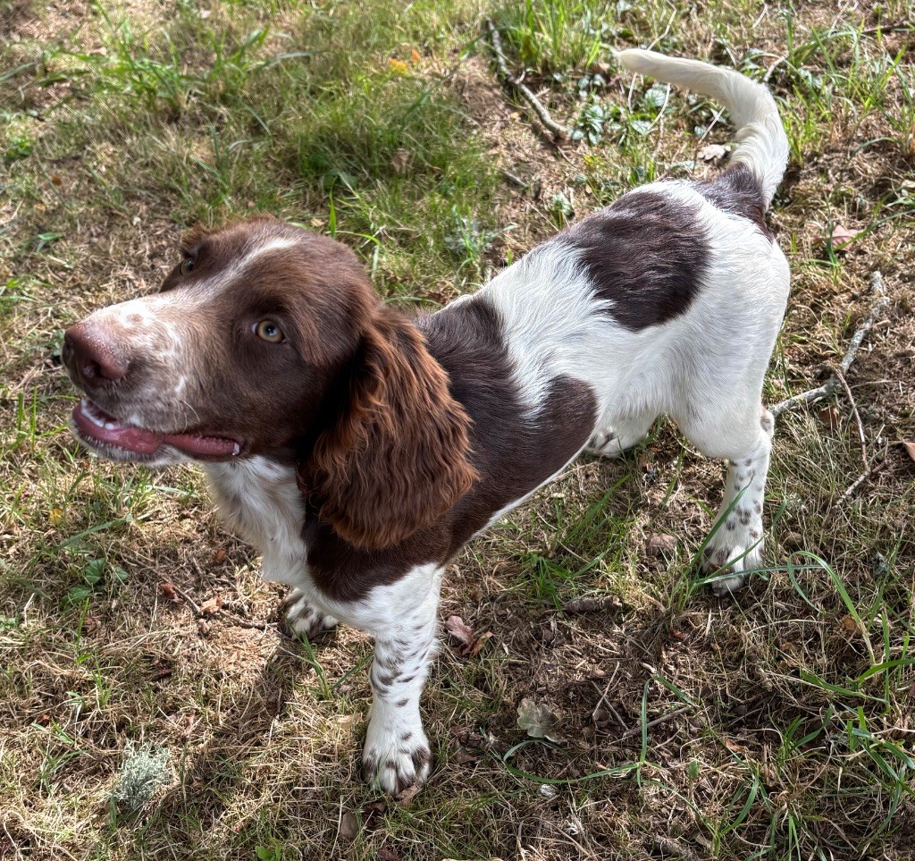 des Etangs de Dame Blanche - Chiots disponibles - English Springer Spaniel