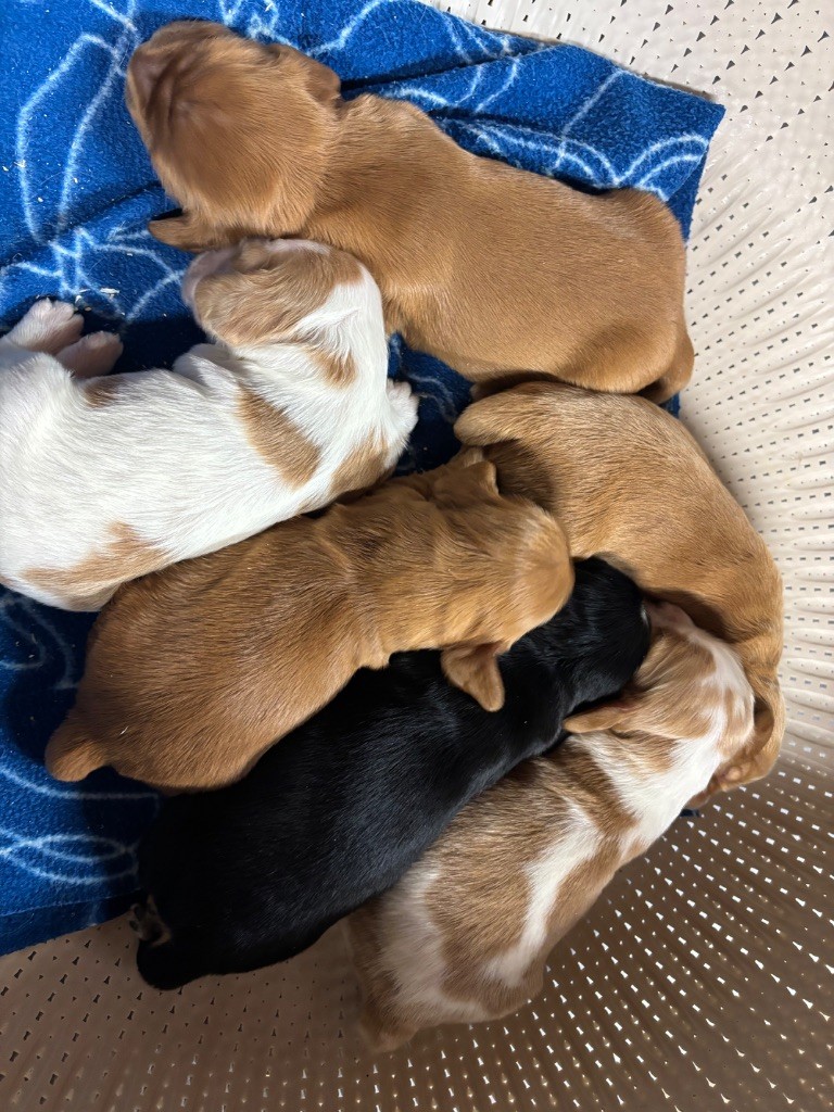 Chiot Cocker Spaniel Anglais des Etangs de Dame Blanche