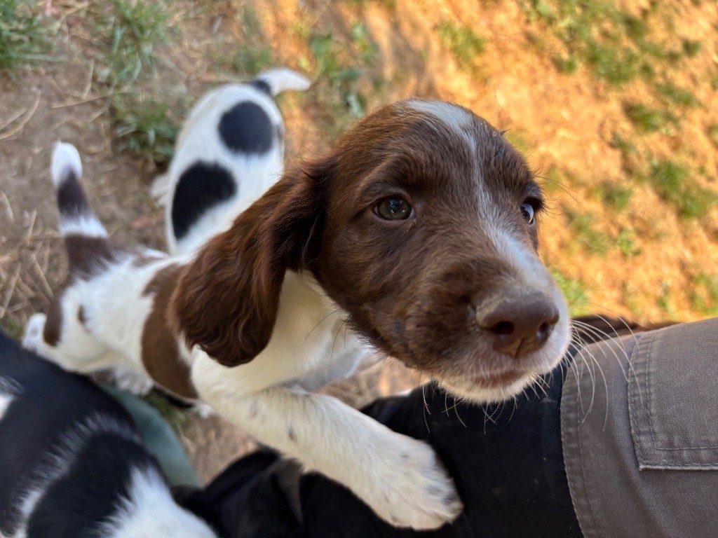 des Etangs de Dame Blanche - Chiots disponibles - English Springer Spaniel