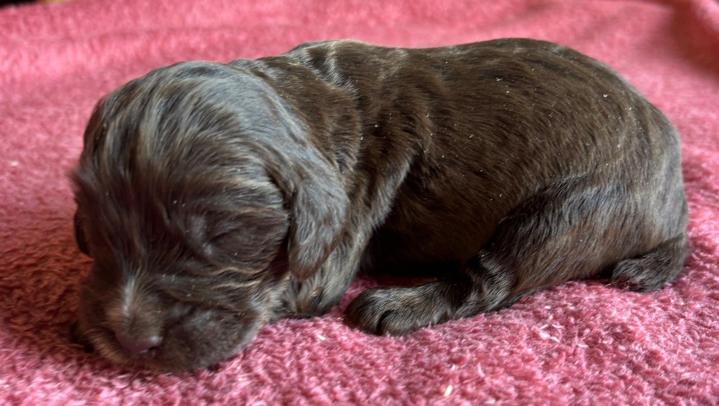 des Etangs de Dame Blanche - Chiots disponibles - Cocker Spaniel Anglais