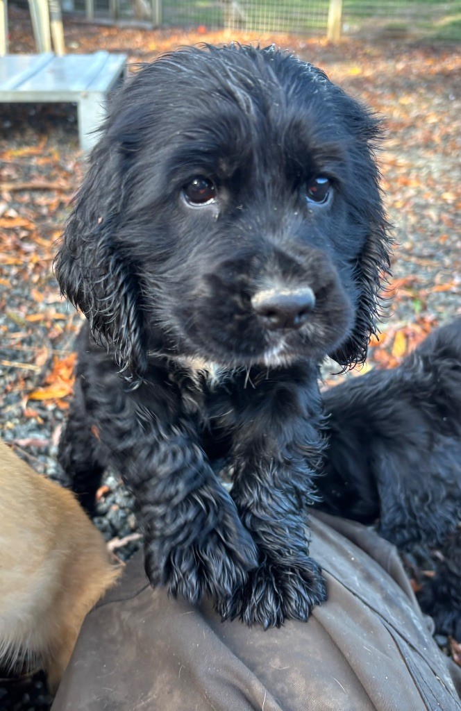 des Etangs de Dame Blanche - Chiots disponibles - Cocker Spaniel Anglais