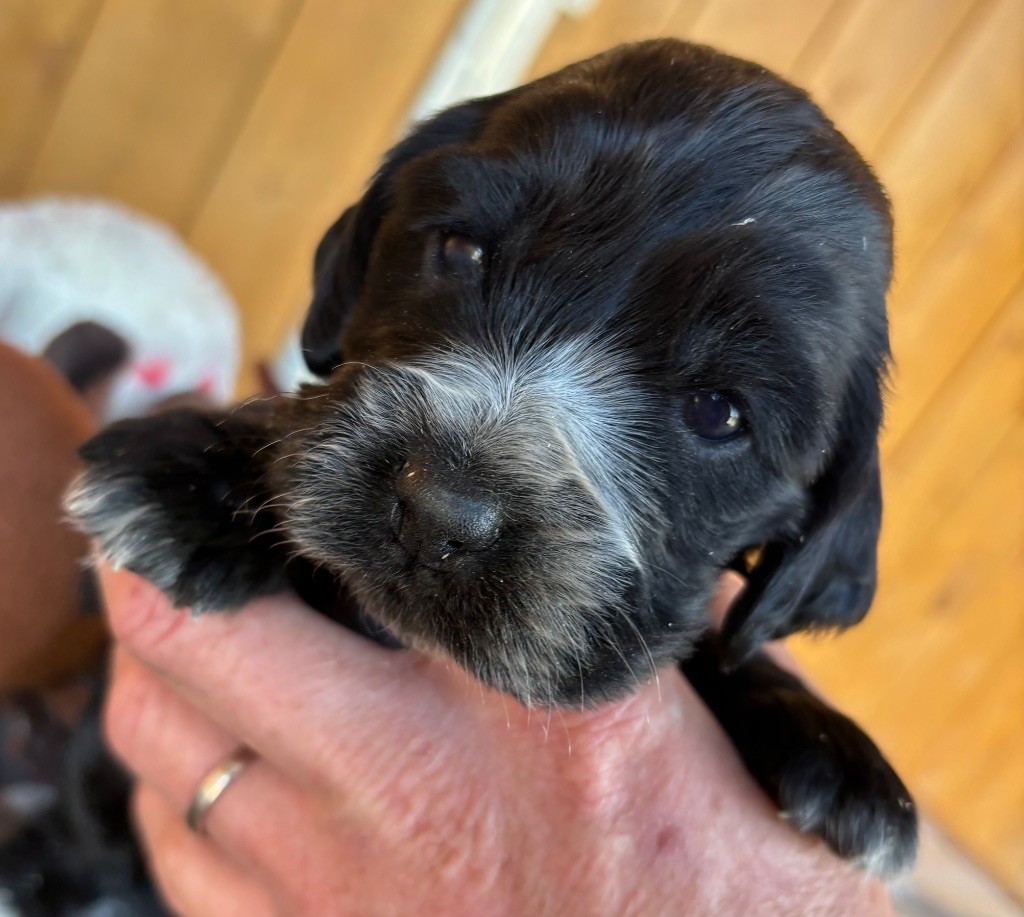 des Etangs de Dame Blanche - Chiots disponibles - Cocker Spaniel Anglais