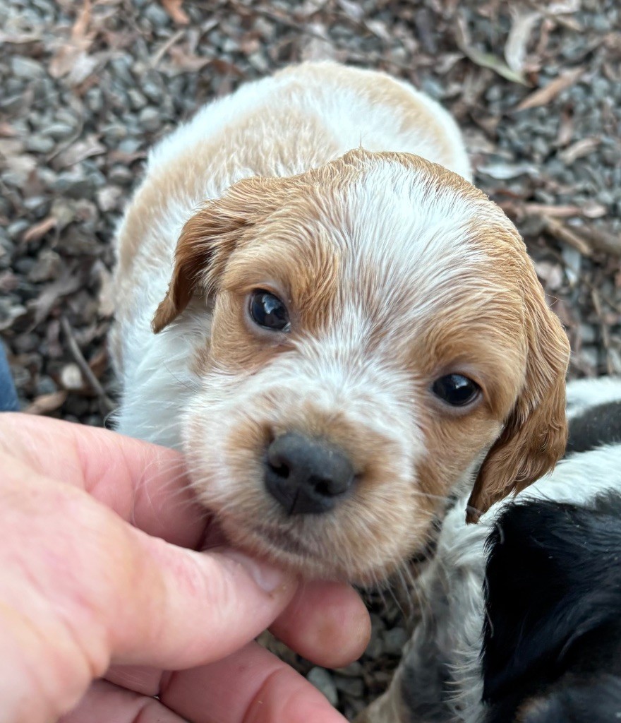des Etangs de Dame Blanche - Chiots disponibles - Epagneul Breton