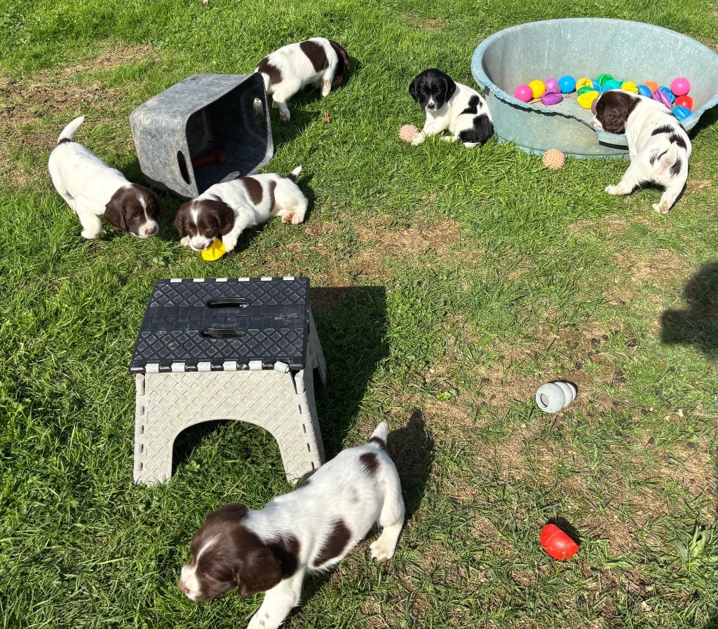 Chiot English Springer Spaniel des Etangs de Dame Blanche