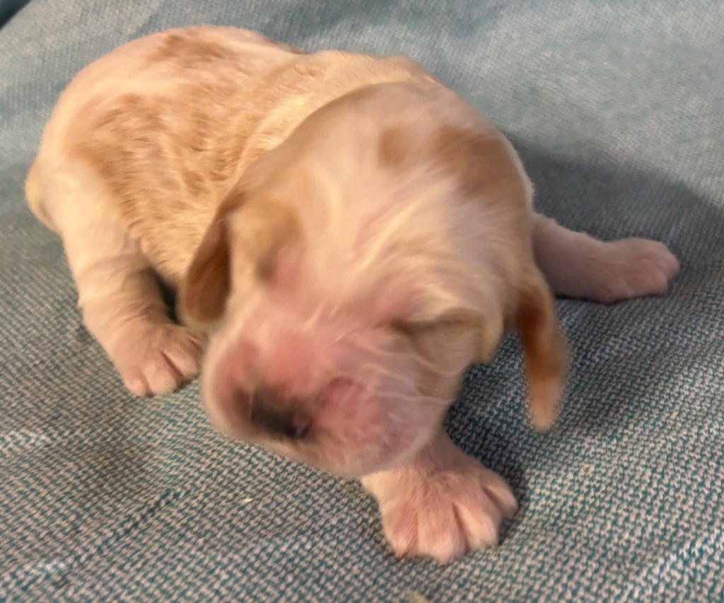 des Etangs de Dame Blanche - Chiots disponibles - Cocker Spaniel Anglais