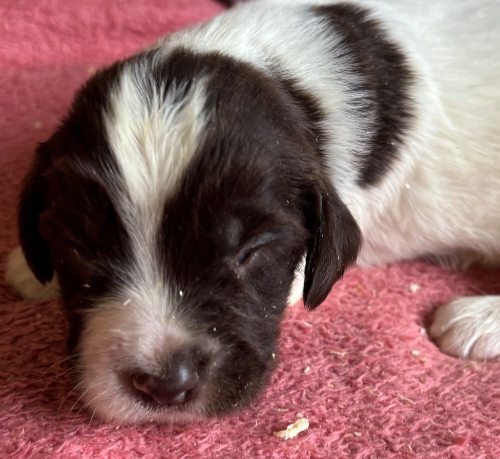 des Etangs de Dame Blanche - Chiots disponibles - English Springer Spaniel